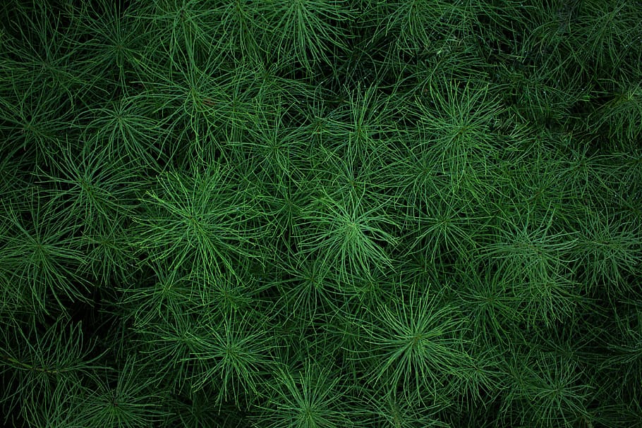 closed up photo of green leafed plant, green plants, nature, green Color HD wallpaper