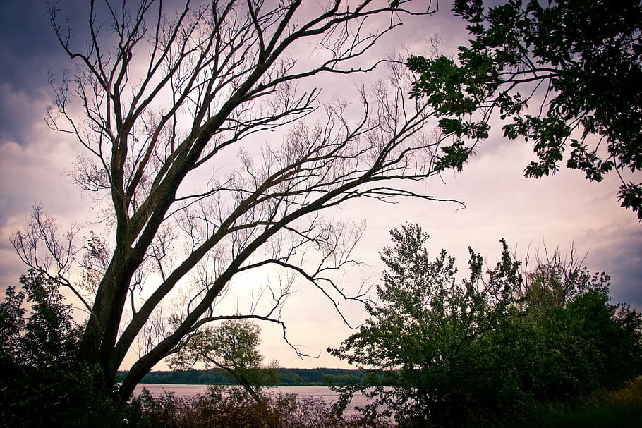 tree, lake, sunset, water, nature, surface, sky, autumn, reflection HD wallpaper