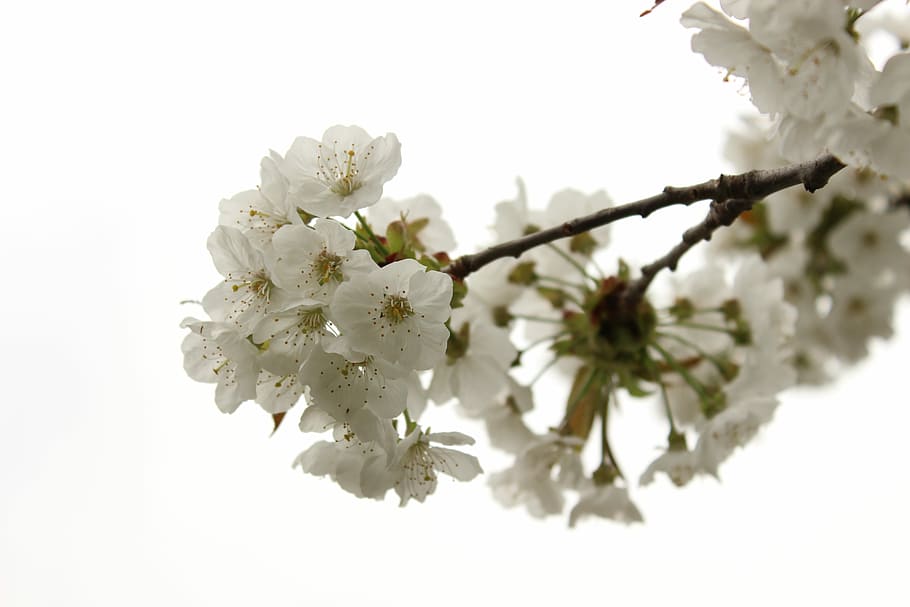 Cherry, Blossom, Spring, Bloom, tree, plant, branch, nature HD wallpaper