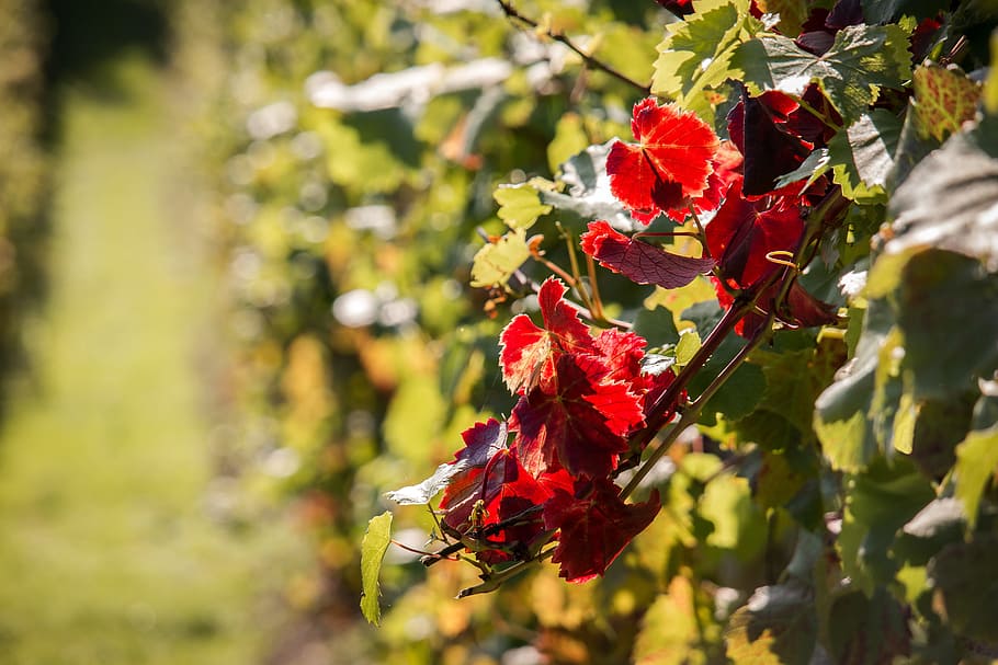 vineyard, autumn, red, vine leaves, vines, winegrowing, rebstock HD wallpaper
