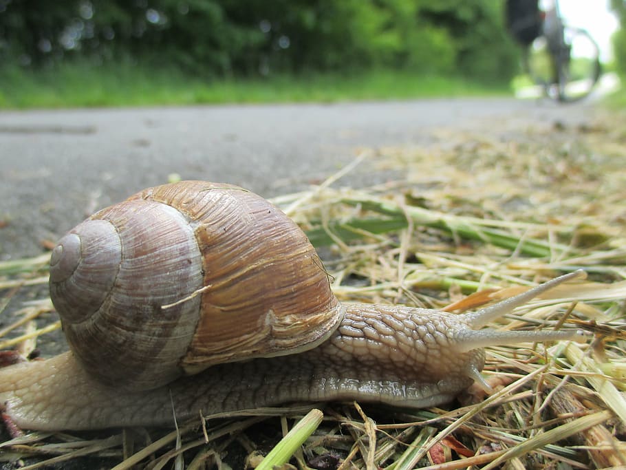 snail, slowly, shell, close, crawl, fauna, animal wildlife HD wallpaper