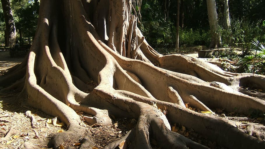 roots, nature, tree, forest, outdoors, plant, tree trunk, land HD wallpaper