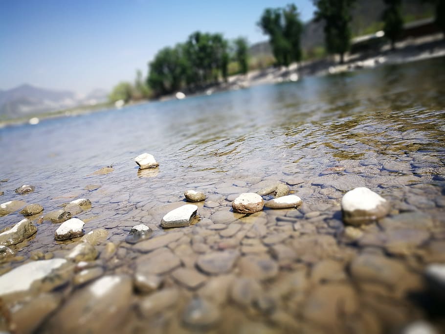 river, water, stone, lake, animal wildlife, nature, selective focus HD wallpaper