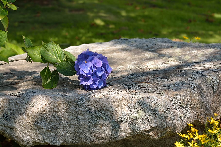 flower, stone, nature, plant, flowering plant, beauty in nature HD wallpaper