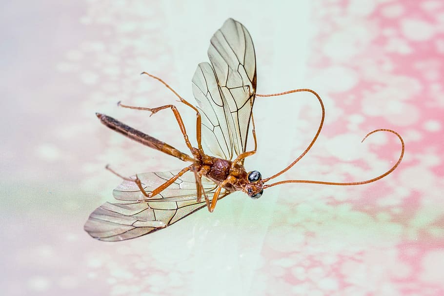 schnake, insect, wing, insects die, fly, close, nature, animal themes HD wallpaper