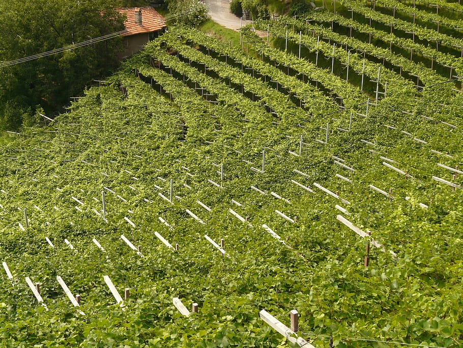 wine, vineyard, winegrowing, plant, cultivation, plantation HD wallpaper