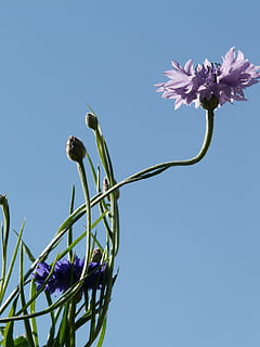 Cornflower, Stalk, Pink, blue, light pink, blossom, bloom, leaves HD wallpaper