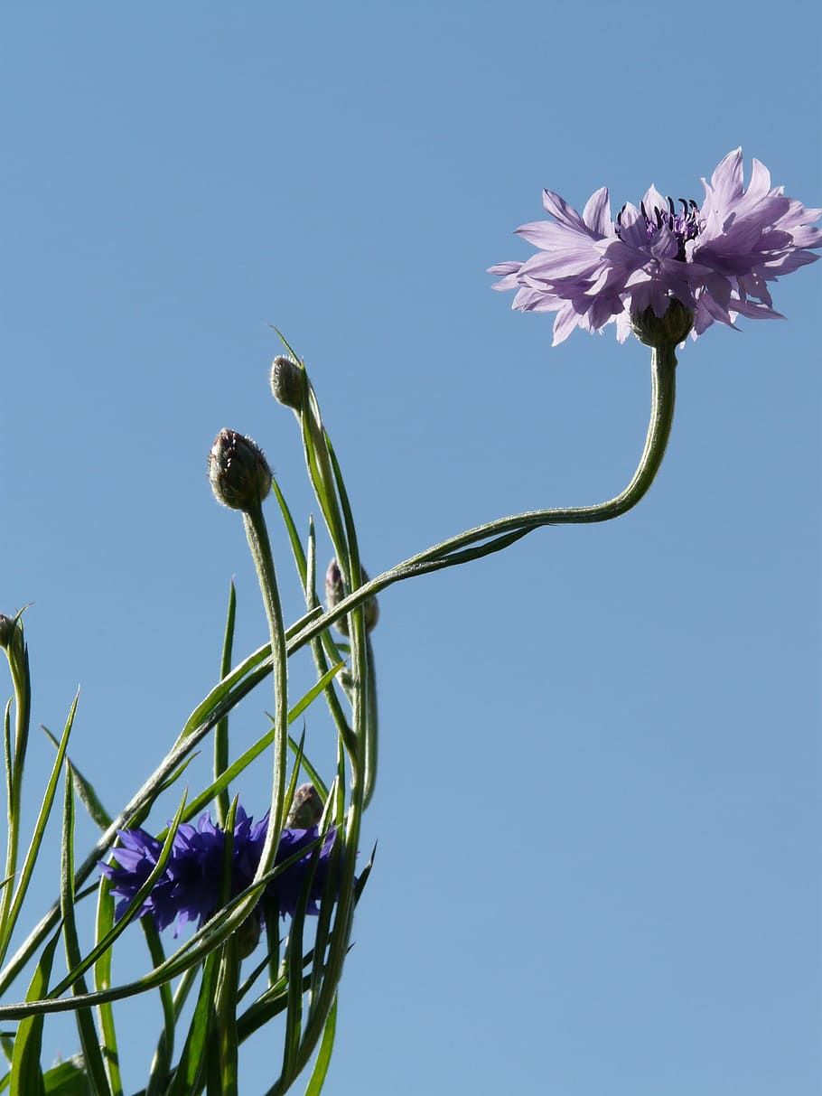 Cornflower, Stalk, Pink, blue, light pink, blossom, bloom, leaves HD wallpaper
