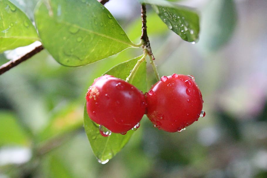 cherry, cherries, wer, fruit, red, food and drink, healthy eating HD wallpaper