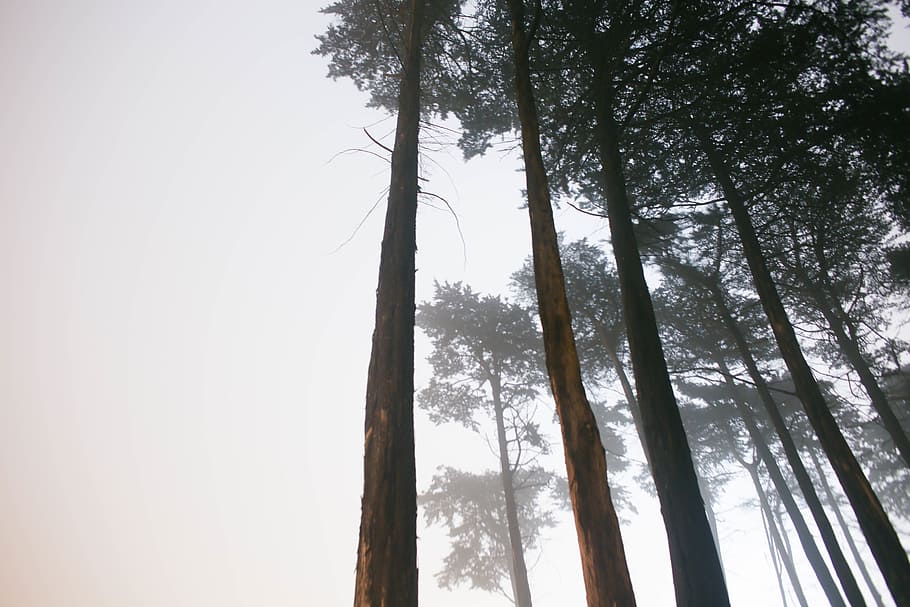 woods, forest, green, trees, fog, travel, plant, trunk, tree trunk HD wallpaper