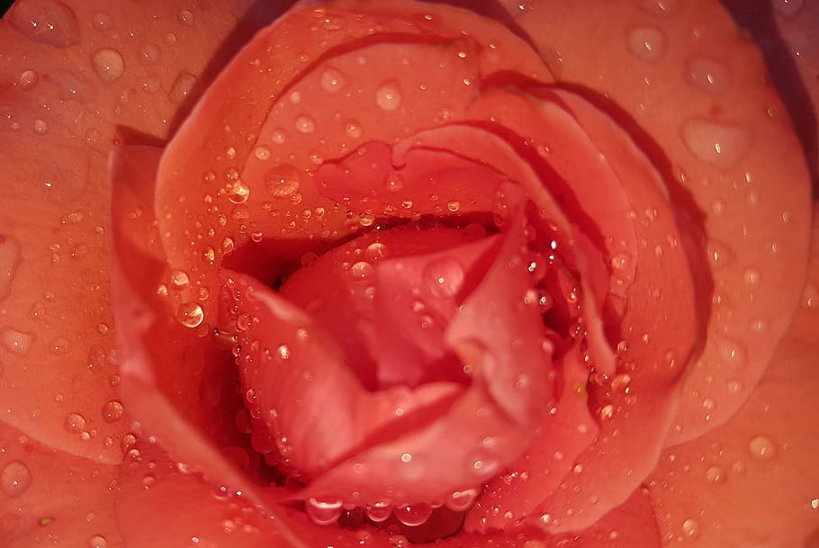 Flower, Garden, rose, drop, red, water, close-up, no people HD wallpaper