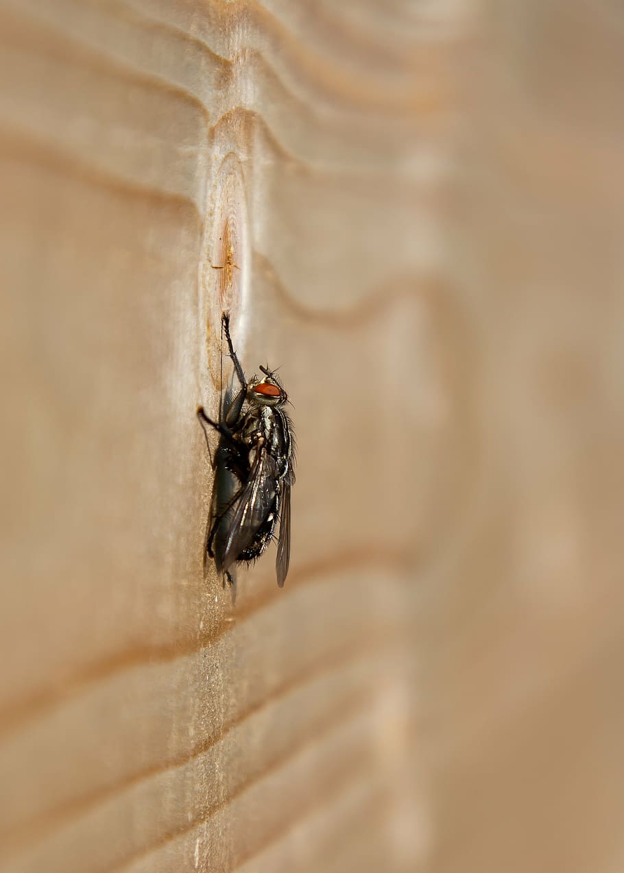 fly, macro, insect, wood, closeup, nature, animal, housefly HD wallpaper