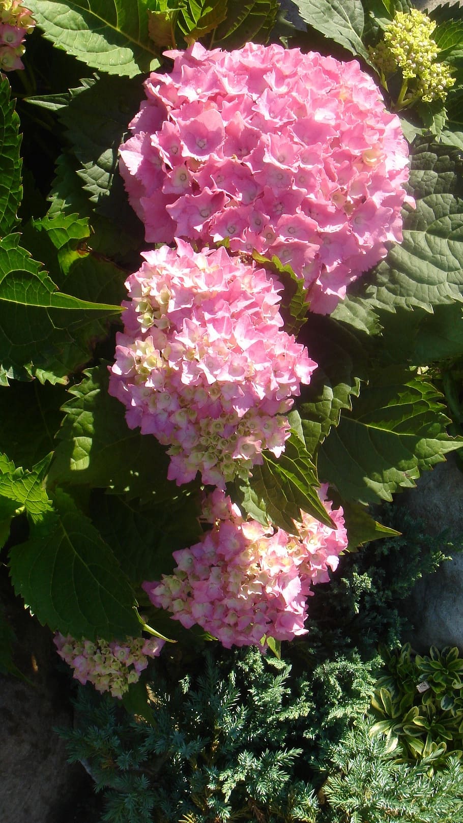 garden, flower, hydrangea, leaf, plant part, freshness, growth HD wallpaper