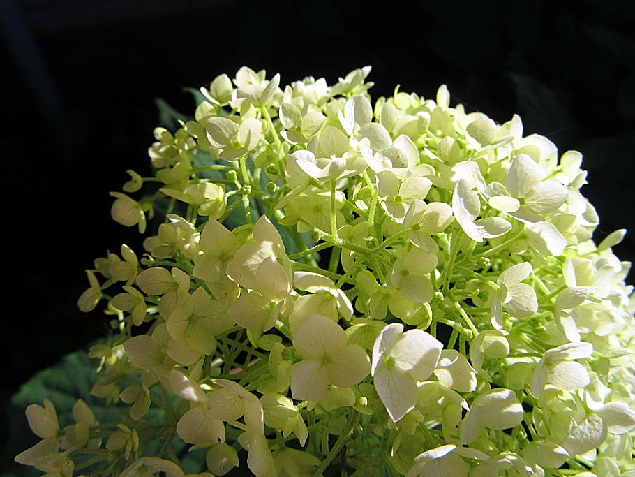 sunlight, hydrangea, white, leaves, flowers, nature, plant HD wallpaper