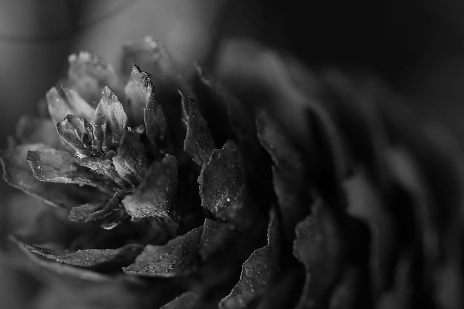 pinecone, macro, nature, close-up, plant, growth, selective focus HD wallpaper