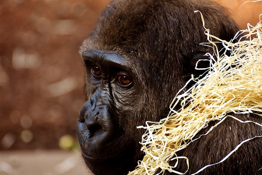 monkey in shallow photography, Gorilla, Animal, Zoo, Furry HD wallpaper