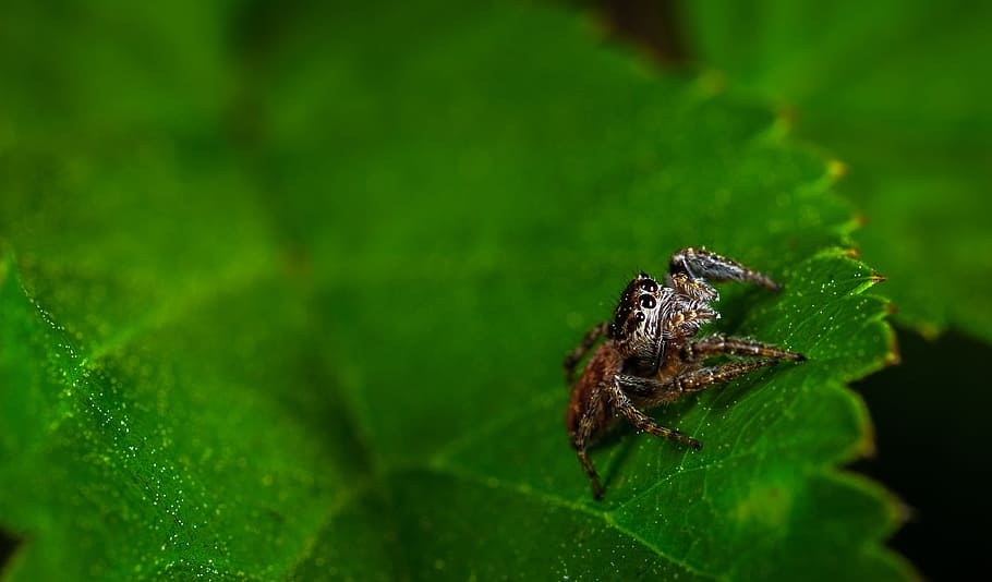 sheet, nature, plant, environment, spider, arachnids, spider-racer HD wallpaper