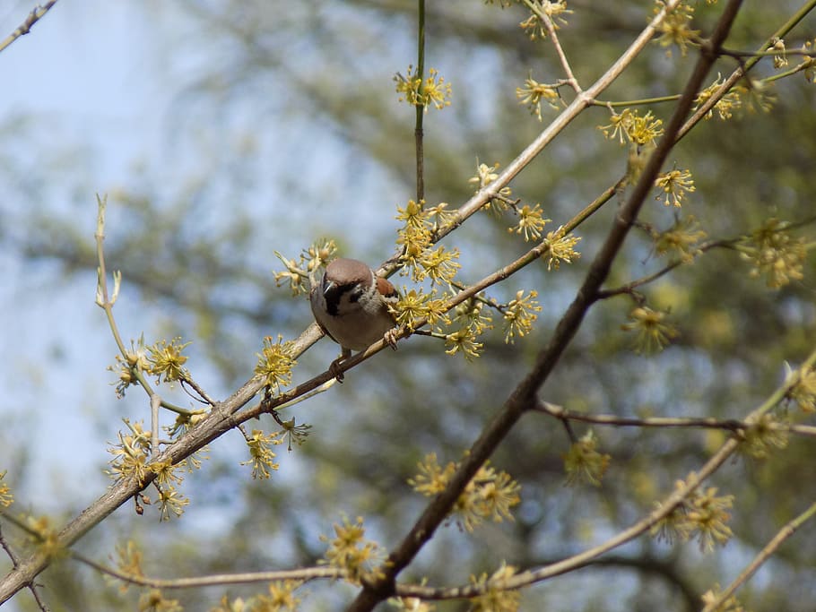 sparrow, birdie, branch, spring, nature, animal themes, animal wildlife HD wallpaper
