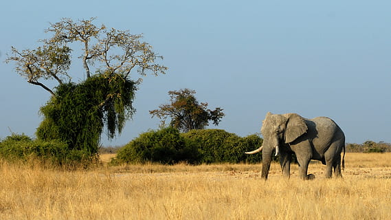 gray elephant on dry grass during daytime, botswana, savuti HD wallpaper