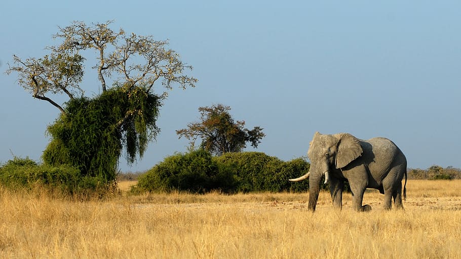 HD wallpaper: gray elephant on dry grass during daytime, botswana, savuti,  animals | Wallpaper Flare