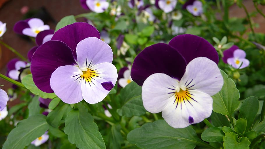 white and purple pansy flower plant, Macro Photography, nature