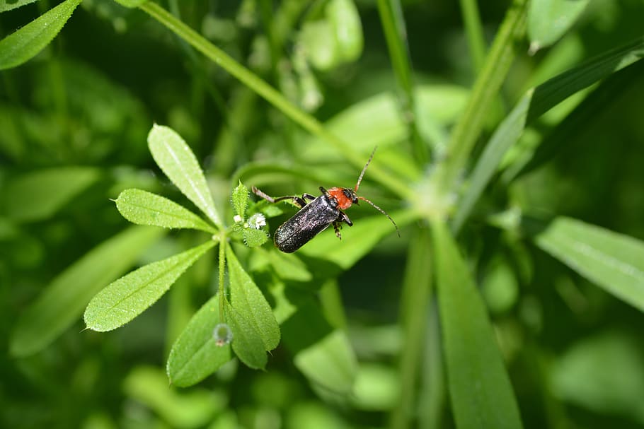 soldier beetle, red beetle, invertebrate, insect, green color HD wallpaper