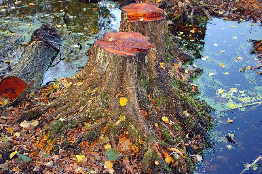 two tree trunk beside pond, autumn, leaves, forest, forest floor HD wallpaper