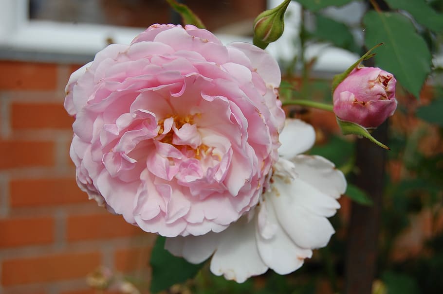 Flower, Pink, Bloom, Floral, Petal, rose, pink rose, pink color HD wallpaper