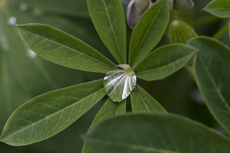 sheet, drop, nature, spring, netherlands, water, garden, dew HD wallpaper