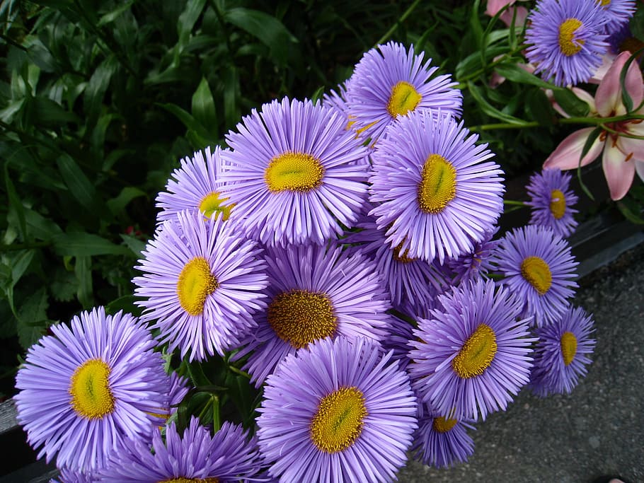 Flowers, Asters, blue, summer, green, nature, garden, purple HD wallpaper