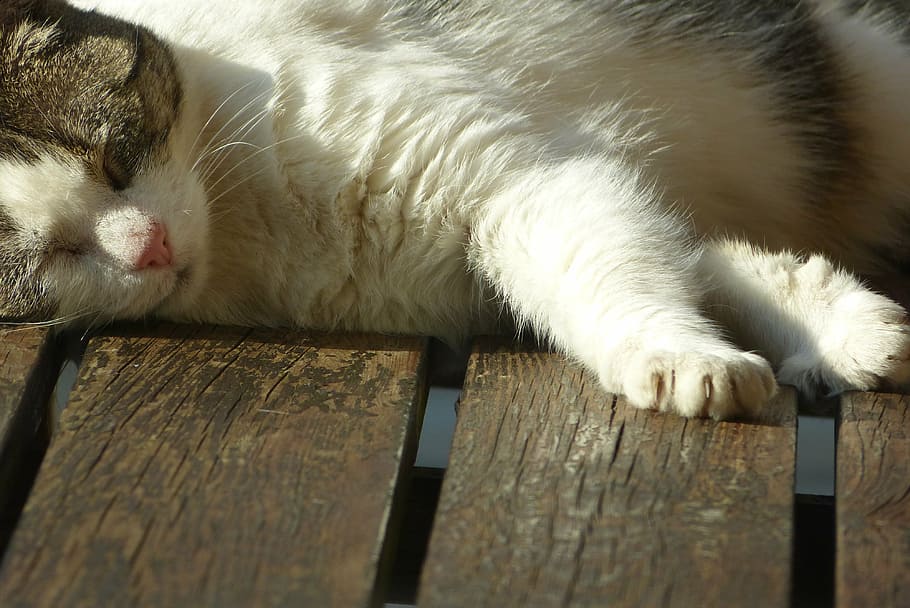 pet, cat, sleep, domestic, pets, domestic cat, domestic animals HD wallpaper