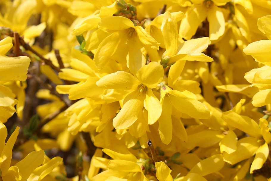 forsythia, spring, flowers, spring flowers, yellow, forsythia flower HD wallpaper