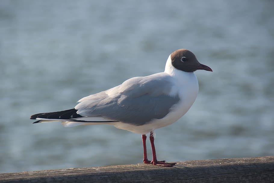 Seagull, Close, Bird, Lichtspiel, Pretty, plumage, animal, nature HD wallpaper
