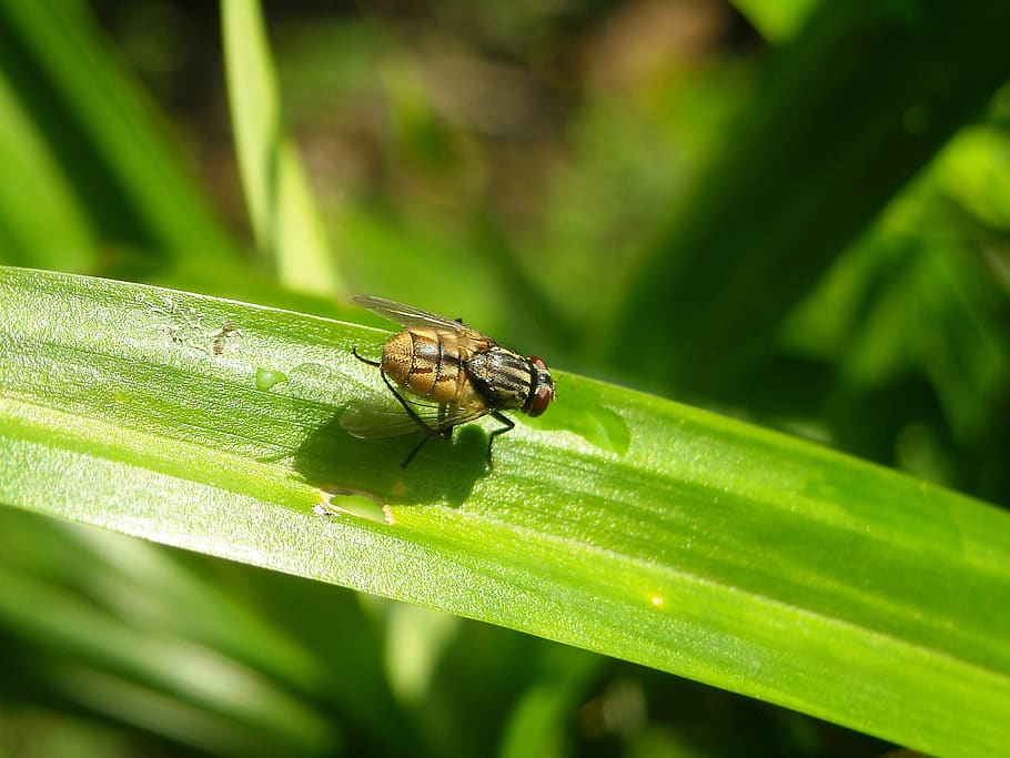 flies, insects, leaf, pandan, green, animal wildlife, animals in the wild HD wallpaper