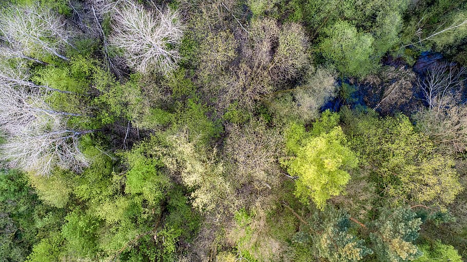spring, trees, color, green, nature, background, leaf, forest HD wallpaper