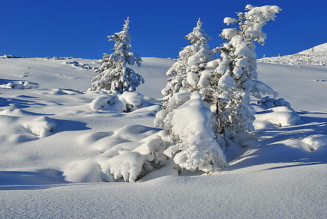 Winter, Snow, Tree, Covered, snow-covered trees, spruce, biel HD wallpaper