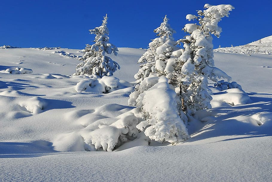 Winter, Snow, Tree, Covered, snow-covered trees, spruce, biel HD wallpaper