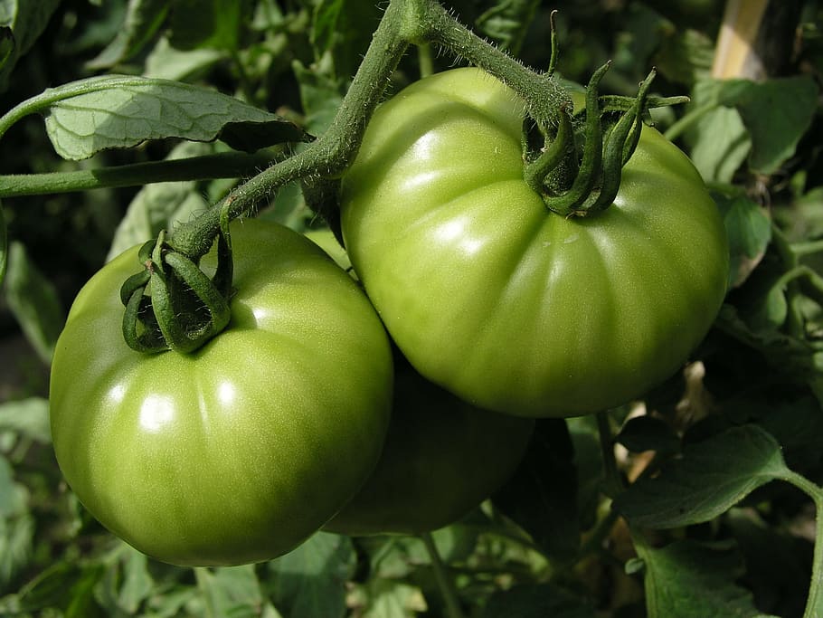 tomatoes, green, vegetables, freshness, food, food and drink HD wallpaper