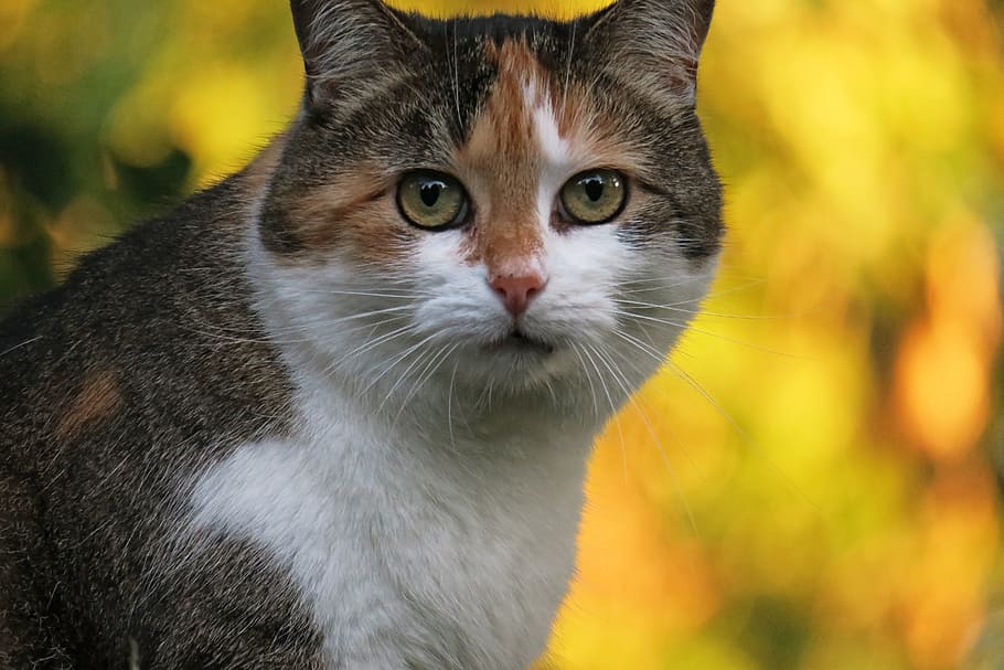 close-up photography of calico cat, lucky cat, three coloured HD wallpaper