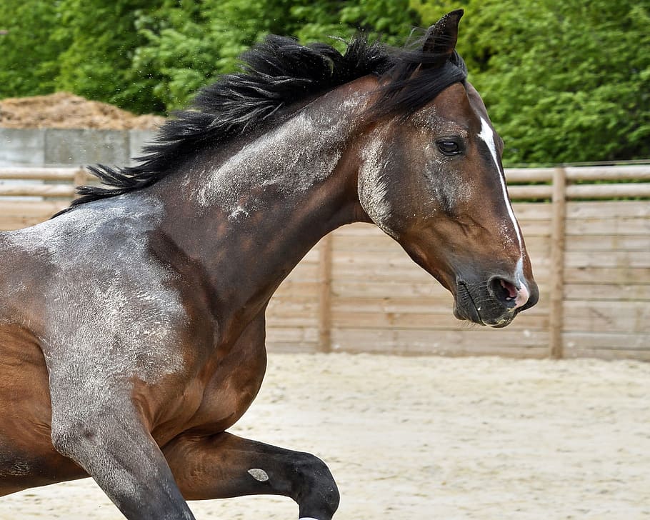 brown horse running near fence, play, animal, animal themes HD wallpaper