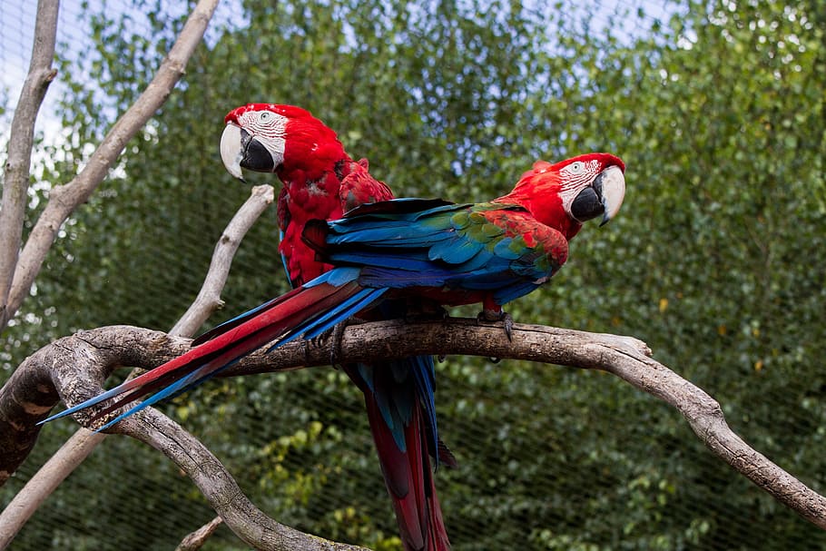 two red-and-blue parrots perched on tree branch, ara, colorful