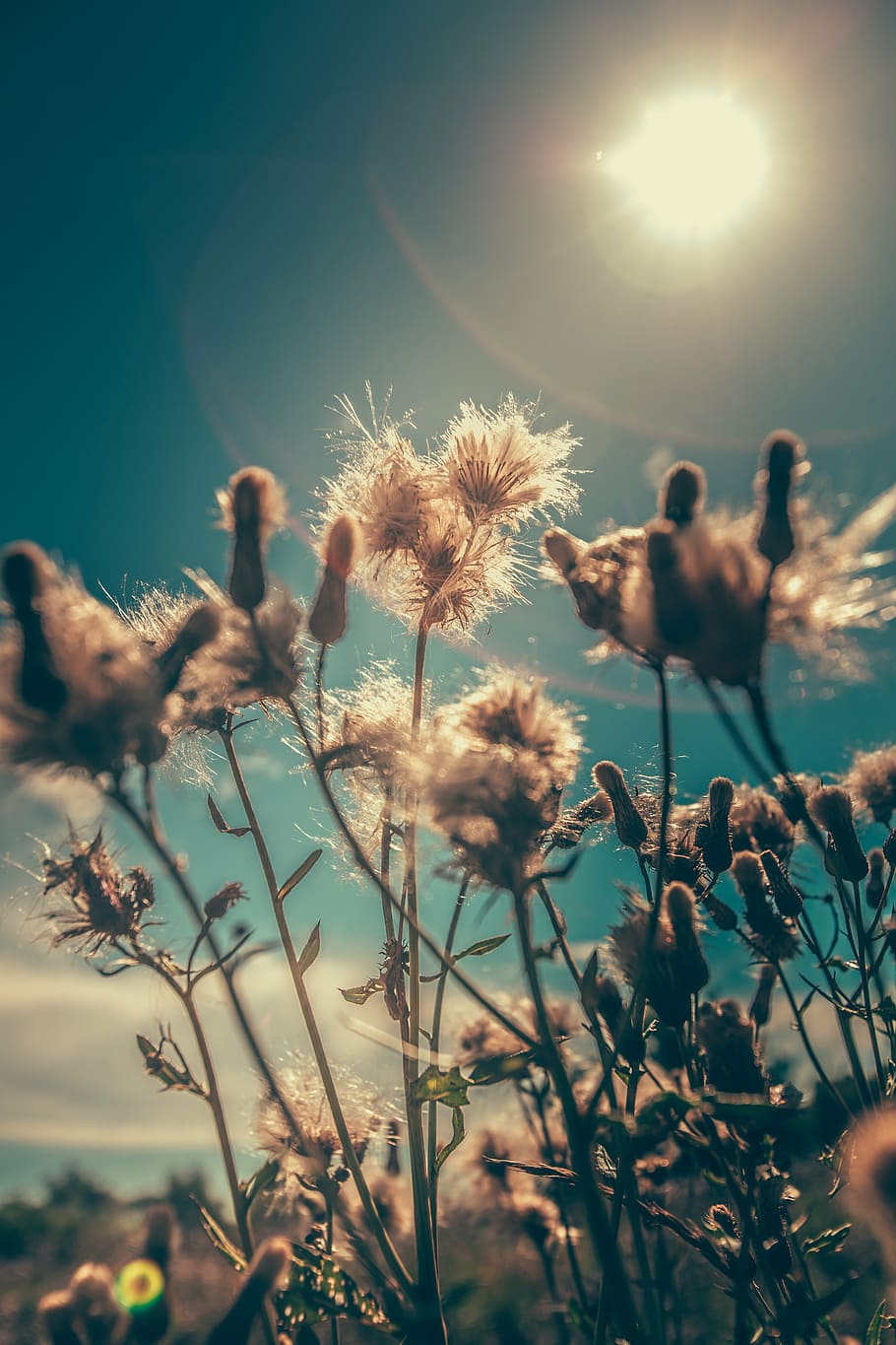 white flower seed heads at daytime, bloom, blossom, field, flora HD wallpaper