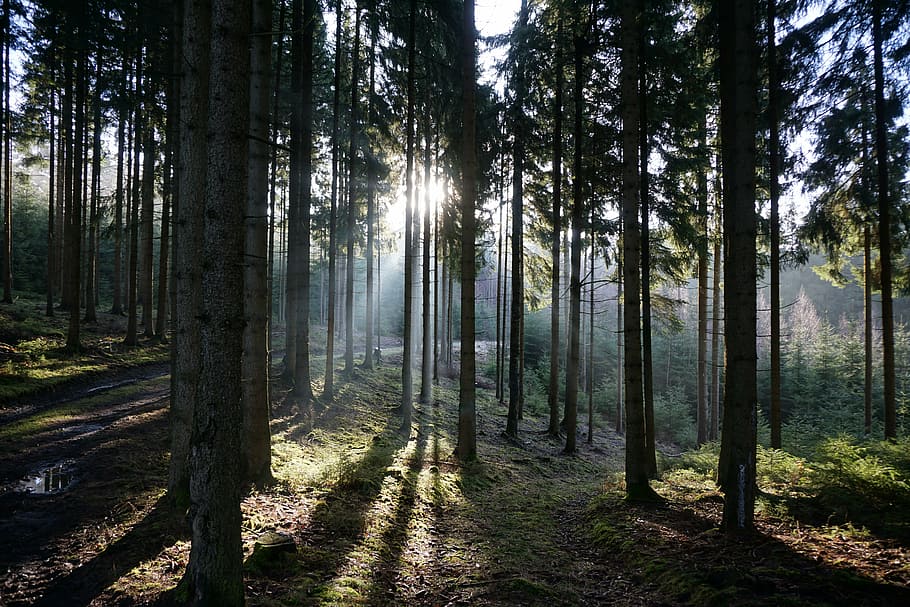 forest, back light, trees, sunbeam, morning, nature, woodland HD wallpaper