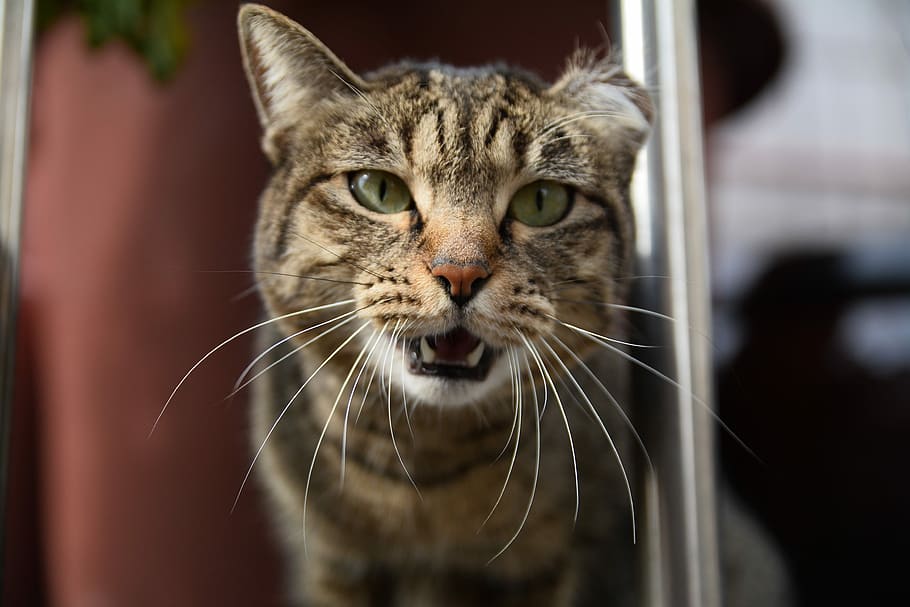 Street, Expression, Mammals, Cat, Animal, facial, pets, domestic Cat HD wallpaper