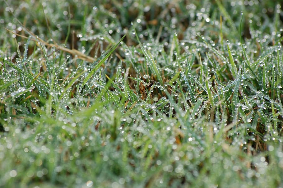 green, wet, grass, waterdrop, water drop, rain drops, raindrop HD wallpaper