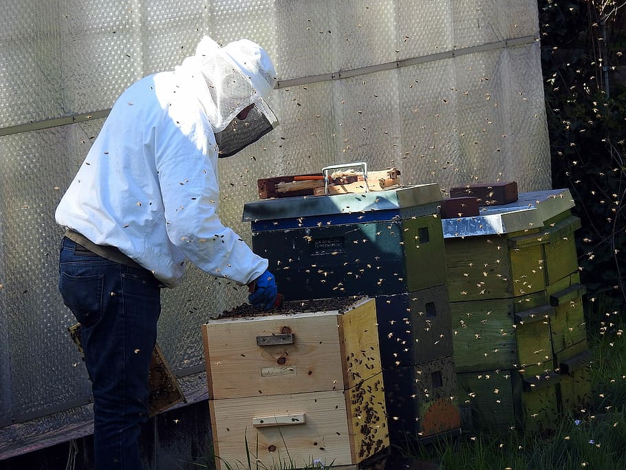 Beekeeper, Bee Hives, Bee Keeping, bees, honey bees, insect HD wallpaper