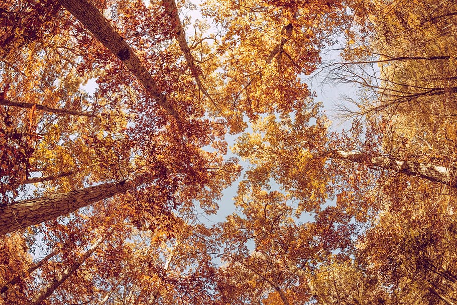 low angle photography of yellow leaf tree, autumn, fall, foliage HD wallpaper