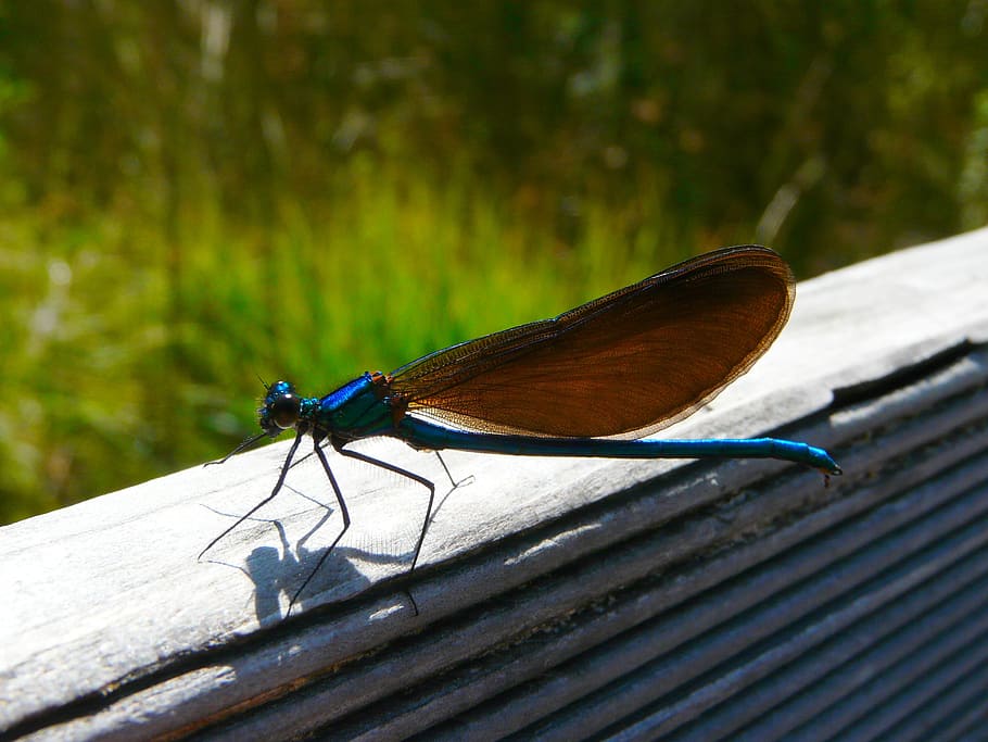 dragonfly, demoiselle, insect, nature, macro, invertebrate, HD wallpaper