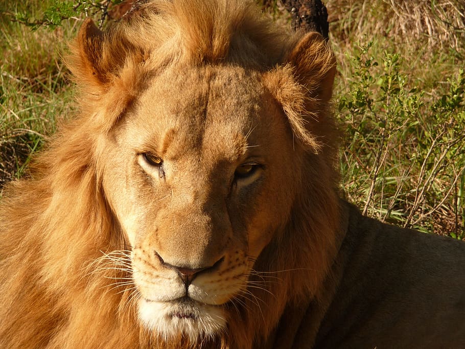 Lion, Africa, Safari, Botswana, Wildcat, predator, sleepy lion, HD wallpaper