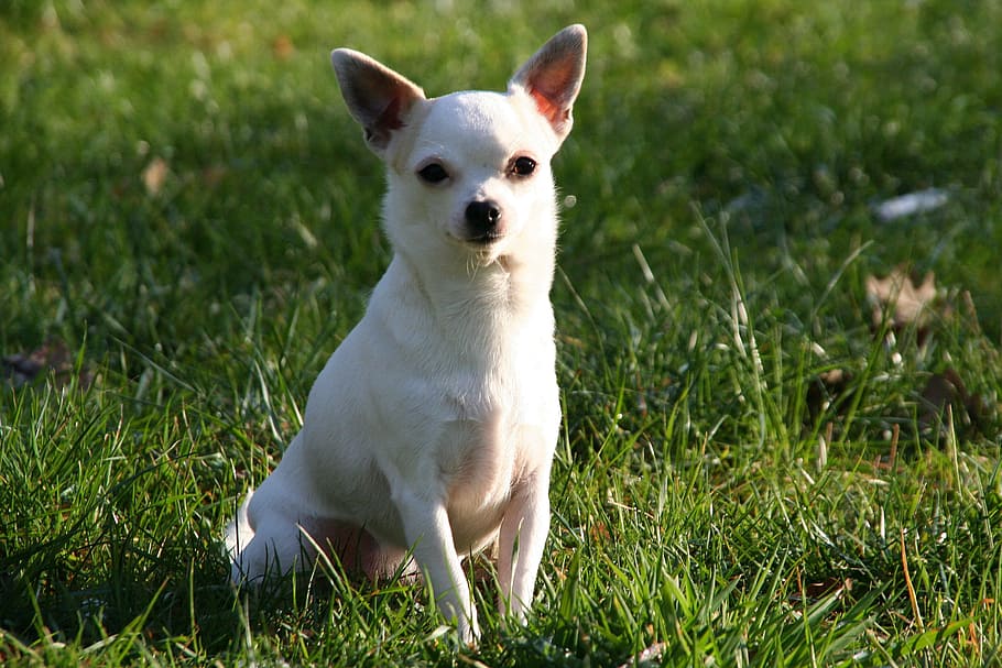 animal, dog, chiuahua, grass, one animal, mammal, canine, plant HD wallpaper